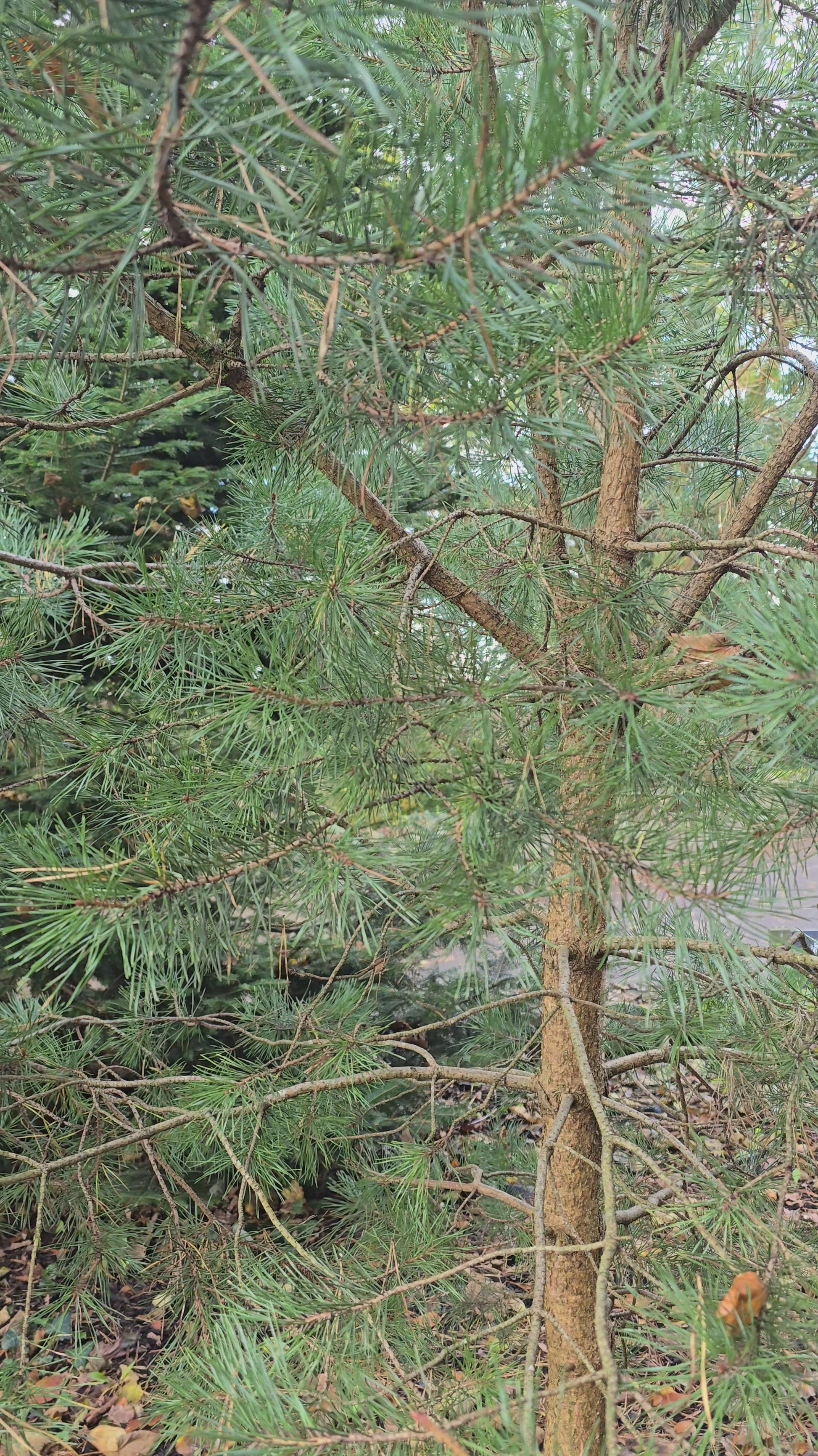 video of pine tree