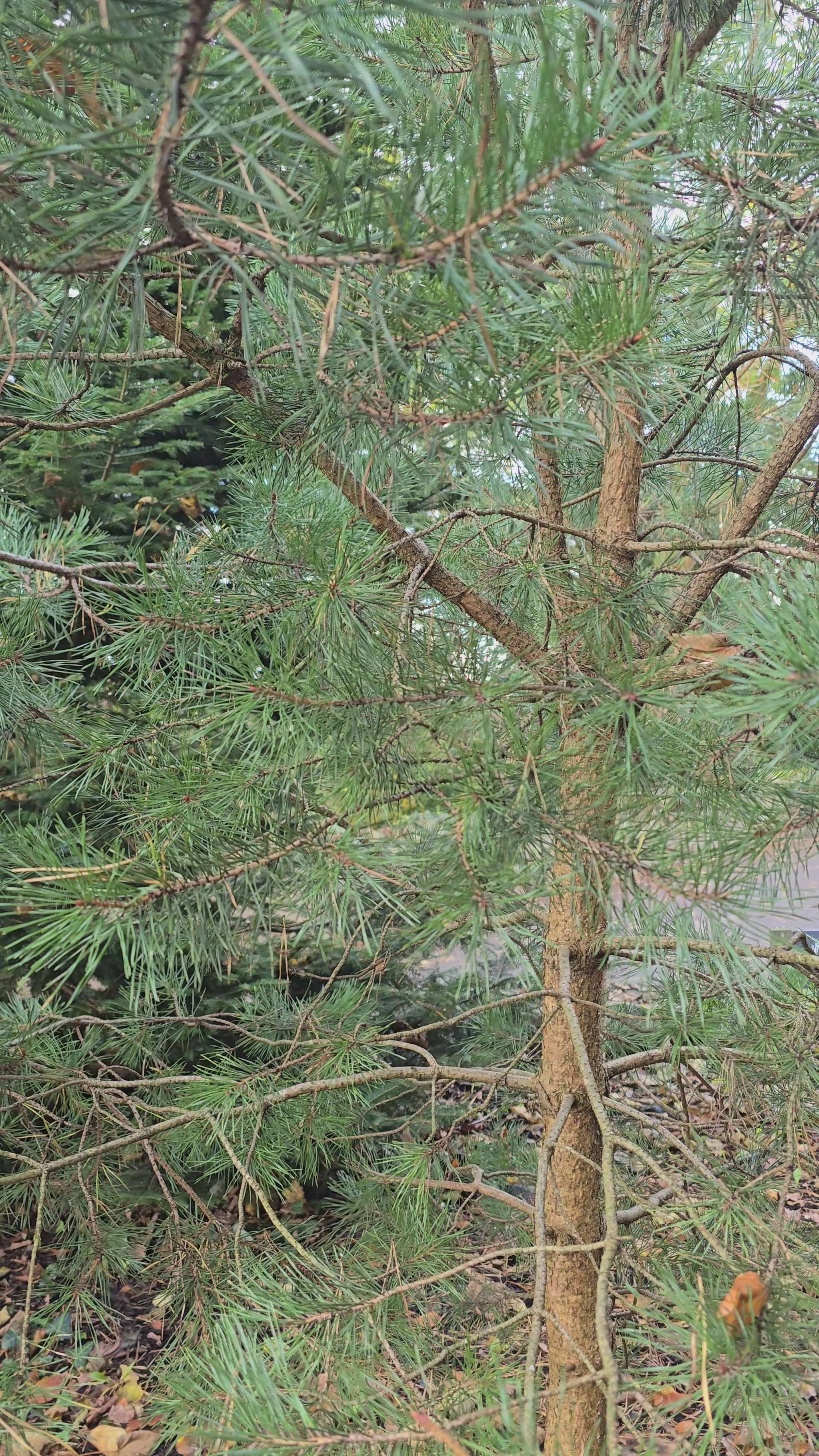 video of pine tree